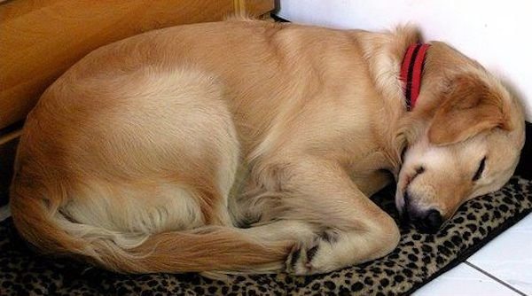 Dog Who Much needed a Nap and exactly how She got One