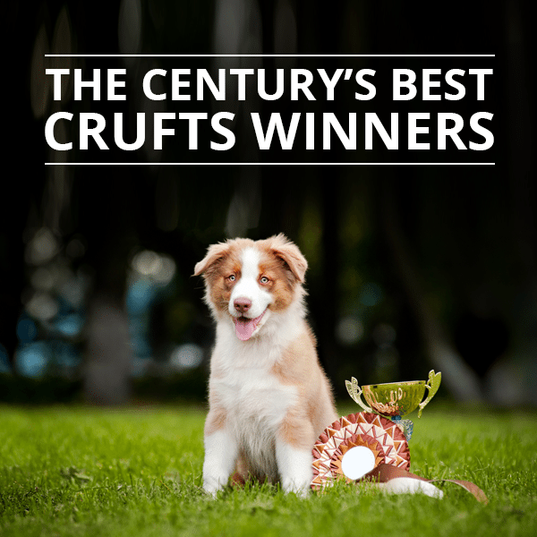 The Century’s Best Crufts Winners