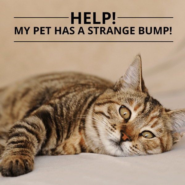 Help! My Pet Incorporates a Strange Bump