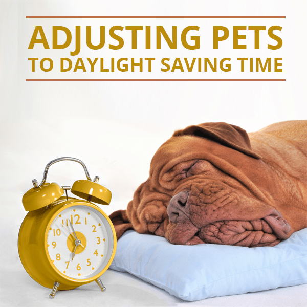 Adjusting Your furry friend to sunlight Saving your time
