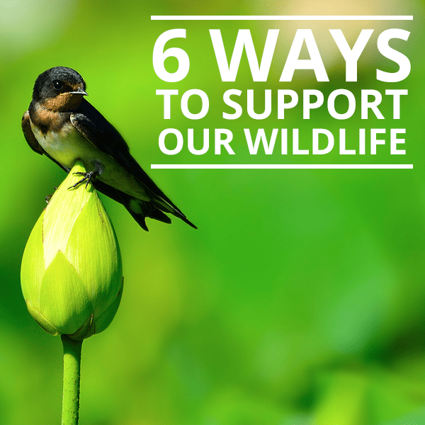 6 Methods to Support Our Wildlife