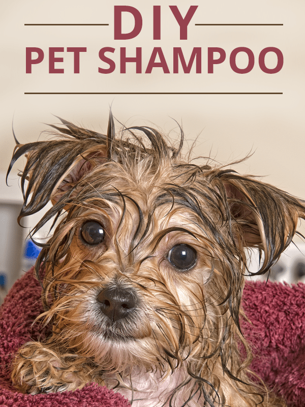 DIY Pet Shampoo